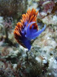 Spanish Shawl. This picture was taken during my first tim... by Nathan Estes 